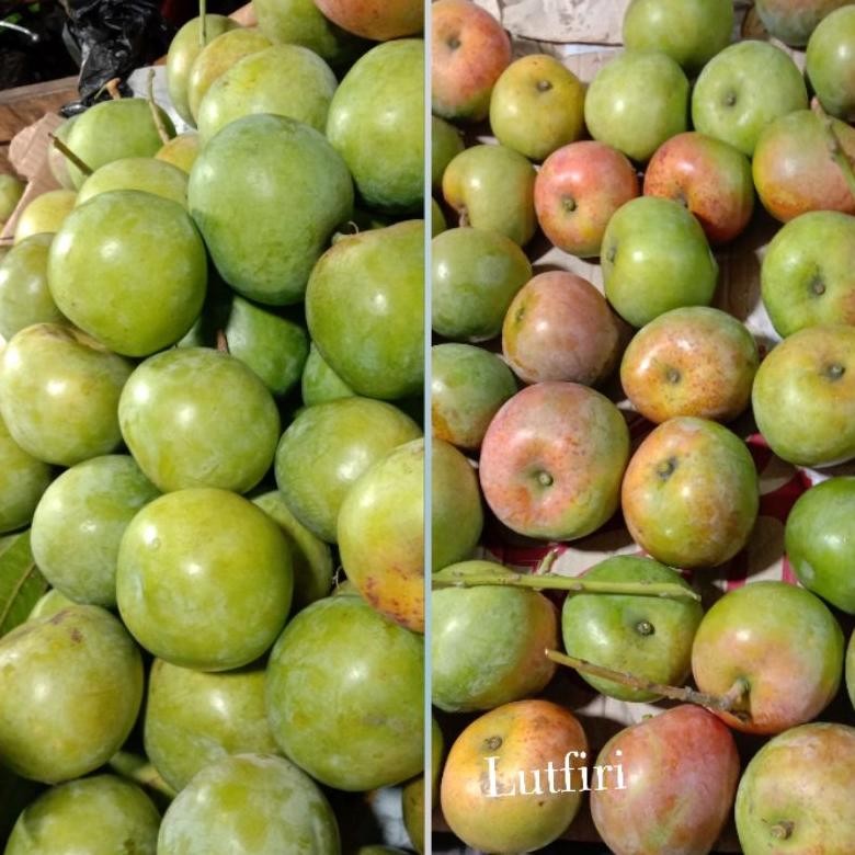 

Tahan Lama Mangga Apel Mentah 1 Kilogram ( Rasa Masam / Asam ) Pas Buat Di Rujak Dan Di Makan Segar Mangga Muda Mantap Asam Asem