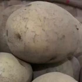 

Luar Biasa Kentang Kuning Besar