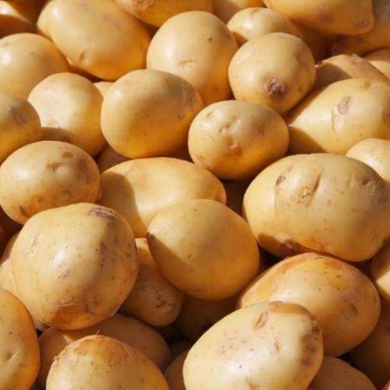 

Terjangkau Kentang Dieng 1Kg Kualitas Terbaik Khas Wonosobo
