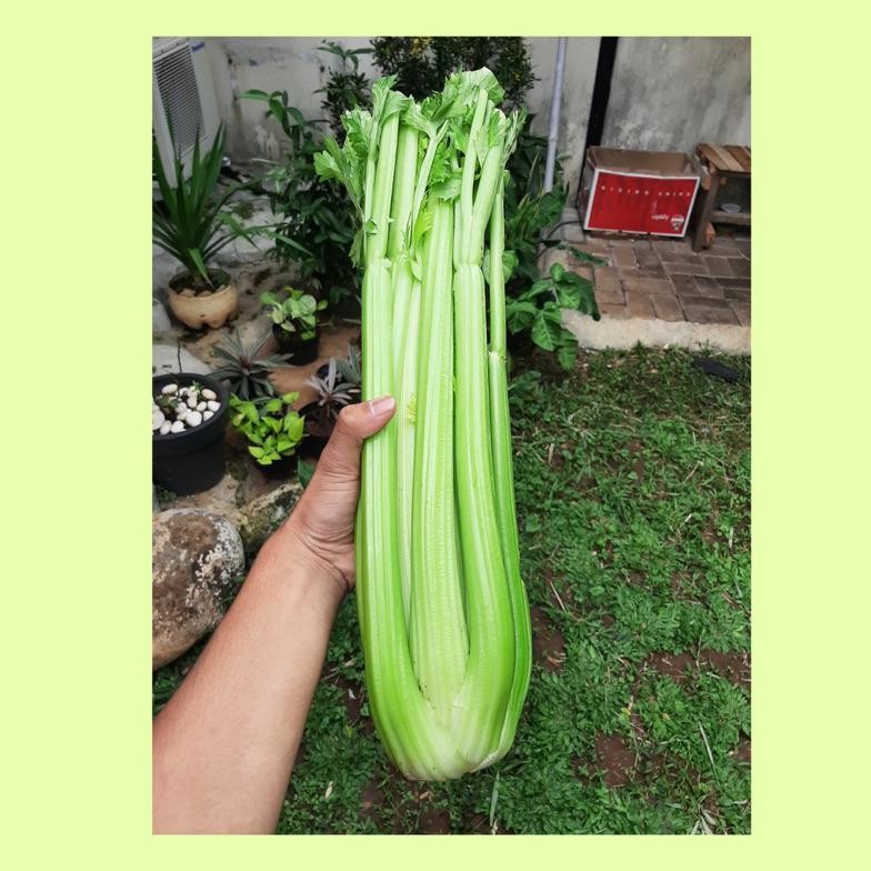 

Diskon Seledri Stick Import / Celery / Sayuran Seledri Stick