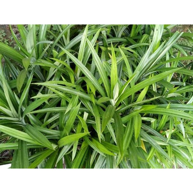 

Satisfaction Daun Pandan Wangi Segar
