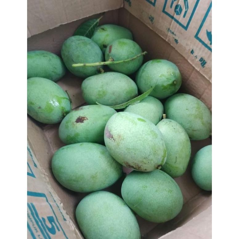 

Aman Terbaik Mangga Manalagi Matang