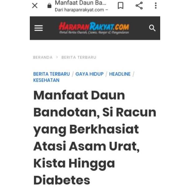 

Paling Laris 200Gr Daun Bandotan Segar Daun Babadotan Kista Asam Urat Diabetes