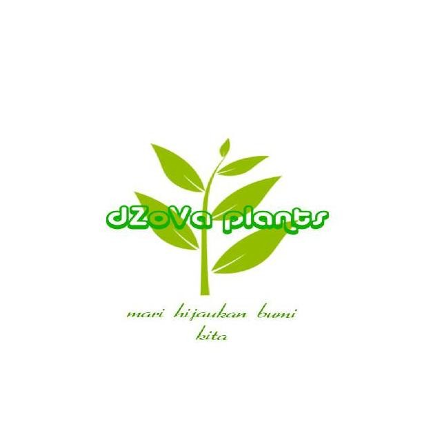 

Momen Spesial Daun Pandan Wangi Segar