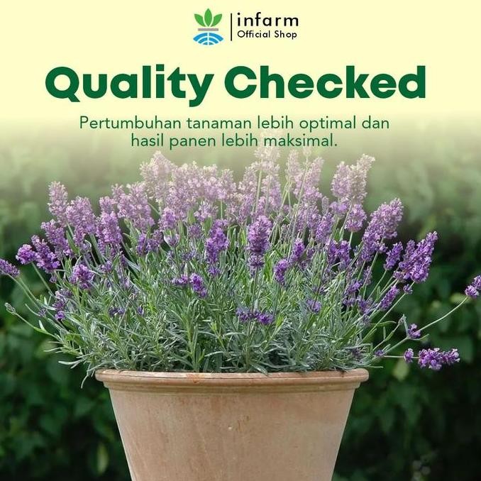BENIH BUNGA LAVENDER INFARM BIBIT BUNGA LAVENDER