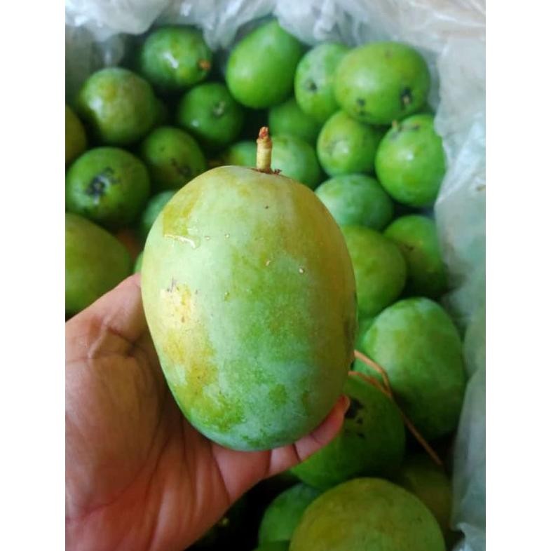 

Paling Laris Mangga Muda/Rujakmangga/Mangga Rujak/Buahmangga