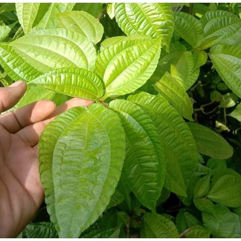 

New Daun Pohpohan Segar Lalapan Mentah Khas Sunda