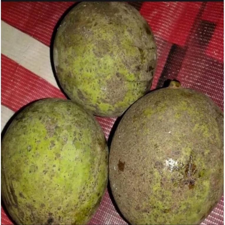 

Original Buah Pakel Muda 1 Kg/Buah Limus /Buah Mangga/Buah Bacang Segar/Muda