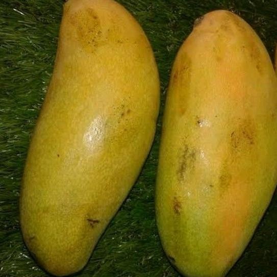 

Waktu Terbatas Mangga Golek Super Manis 1 Kg