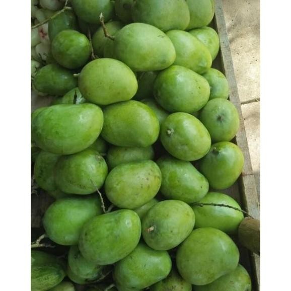 

Aman Mangga Muda Segar/Mangga Rujak Cocok Buat Yang Lagi Ngidam 1Kg