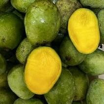 

Mudah Perawatan Mangga Madu Lokal