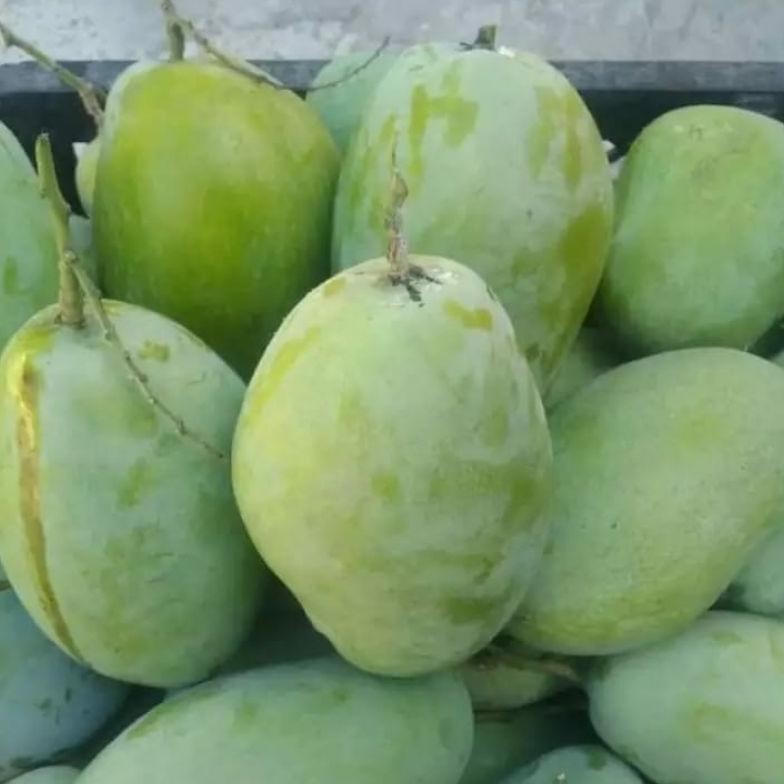 

Good Quality Buah Mangga Indramayu Matang 1 Kg