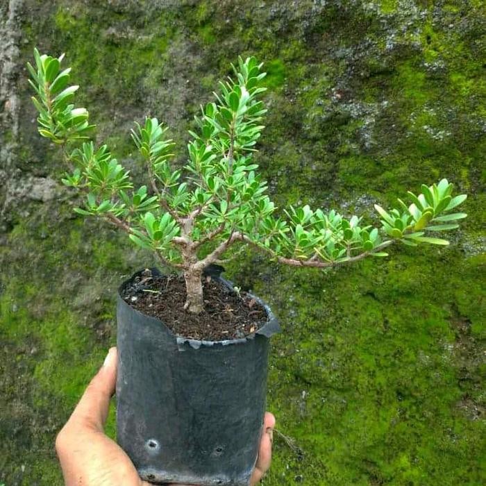 TANAMAN SANTIGI / STIGI BAHAN BONSAI BIBIT BERKUALITAS DARI BIJI Promo