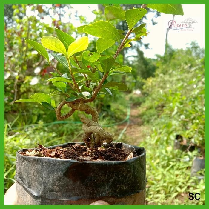 Bahan Bonsai Sianci Biji Progam Batang Program Ekstrim Diskon