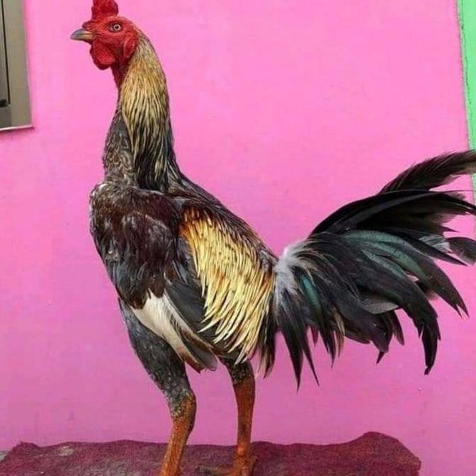 

TELUR AYAM PAMA NINJA IQ F1/TELUR VERTIL PETARUNG