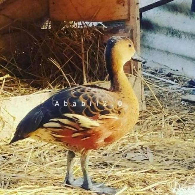 

TELUR TETAS BELIBIS VERTIL