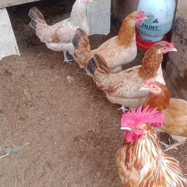 

TELUR VERTIL/TETAS AYAM ELBA