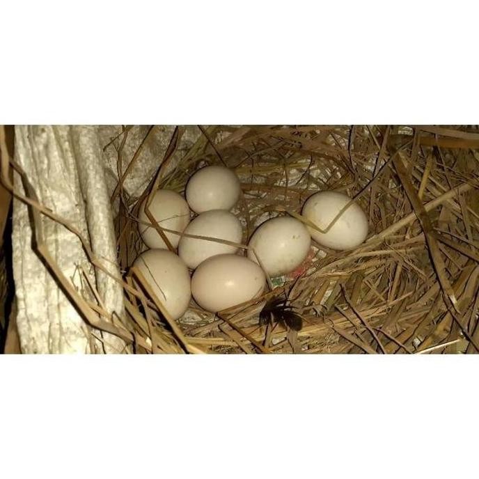 

TELUR VERTIL AYAM BANGKOK EKOR LIDI ORIGINAL