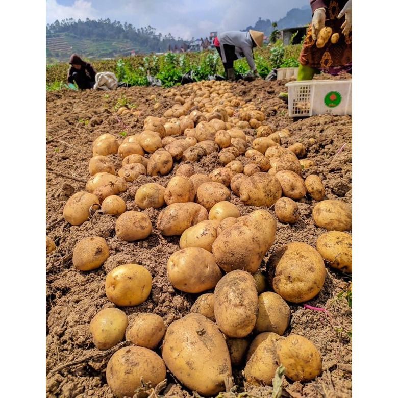 

Canggih Kentang Dieng Super 1Kg