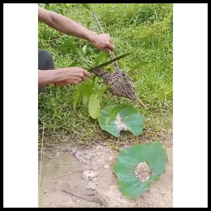 SERBUK PUA ( PENGGANTI KROTO, TJ DAN PUA ) CAMPURAN UMPAN IKAN DAN PAKAN BURUNG PAKAN IKAN BURAYAK