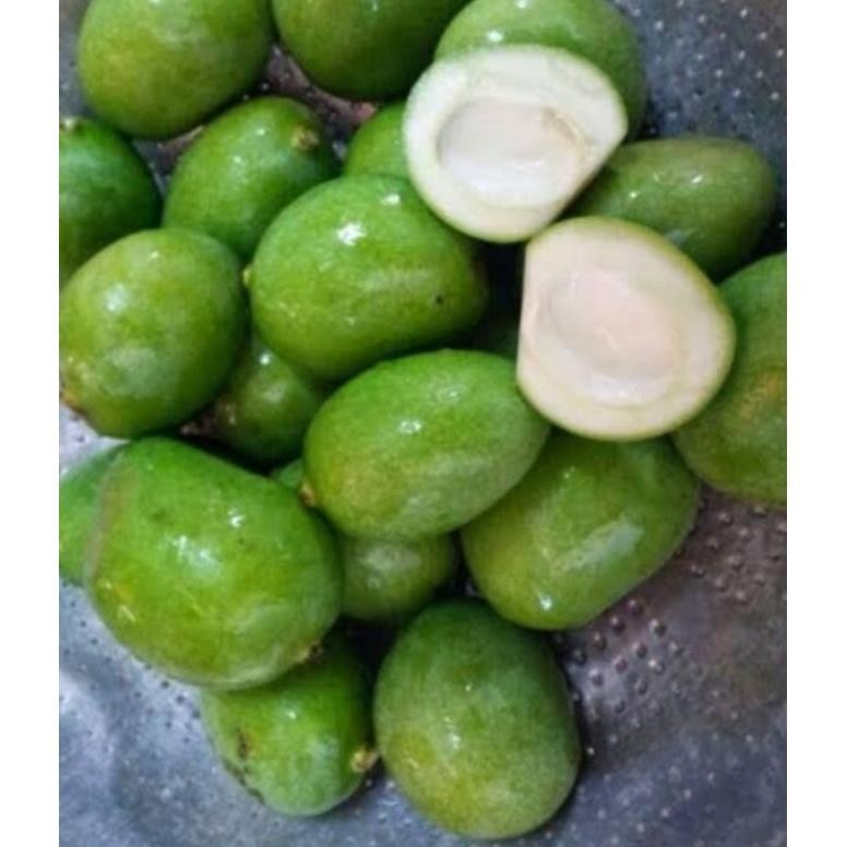 

Mudah Mangga Muda Segar/Mangga Rujak Cocok Buat Yang Lagi Ngidam 1Kg