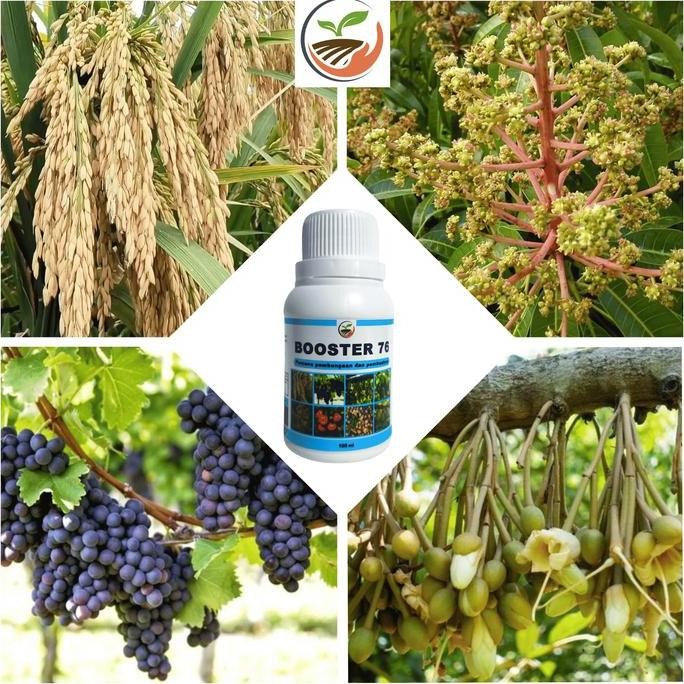 NEW Booster 76 Hormon Pembungaan dan Pembuahan - Hormon dan Pupuk Buah dan Tanaman Bunga Pohon