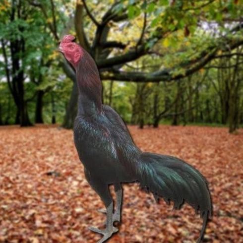 

TELUR AYAM PAKHOY REDBULL VERTIL SIAP DI TETASKAN JAMINAN SUPER OIGINAL BERGARANSI