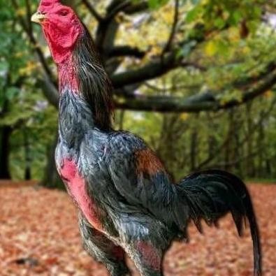 

TELUR AYAM PAKHOY REDBULL VERTIL SIAP DI TETASKAN JAMINAN SUPER JUMBO BERGARANSI