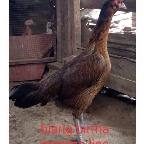 

TELUR VERTIL AYAM BIRMA MORENA LINE/TELUR UNTUK DITETASKAN