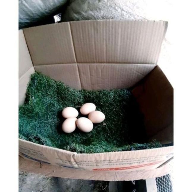 

TELUR AYAM PAKHOY VERTIL SIAP DI TETASKAN JAMINAN SUPER OIGINAL BERGARANSI