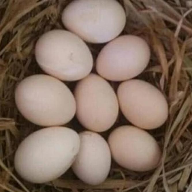 

TELUR TETAS AYAM SHAMO SIAP DI TETASKAN VERTIL SUPER GARANSI