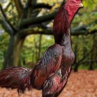 

TELUR AYAM PAKHOY ORI VERTIL SIAP DI TETASKAN JAMINAN SUPER OIGINAL BERGARANSI