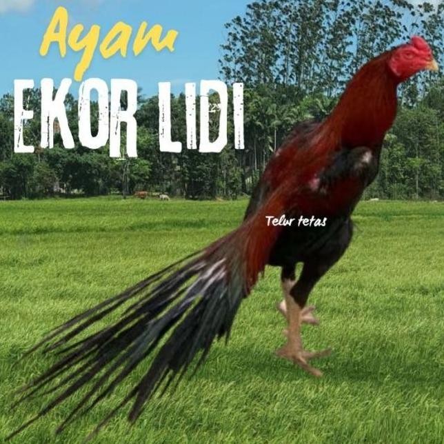 

TELUR AYAM EKOR LIDI ORIGINAL BISA UNTUK DI TETASKAN VERTIL