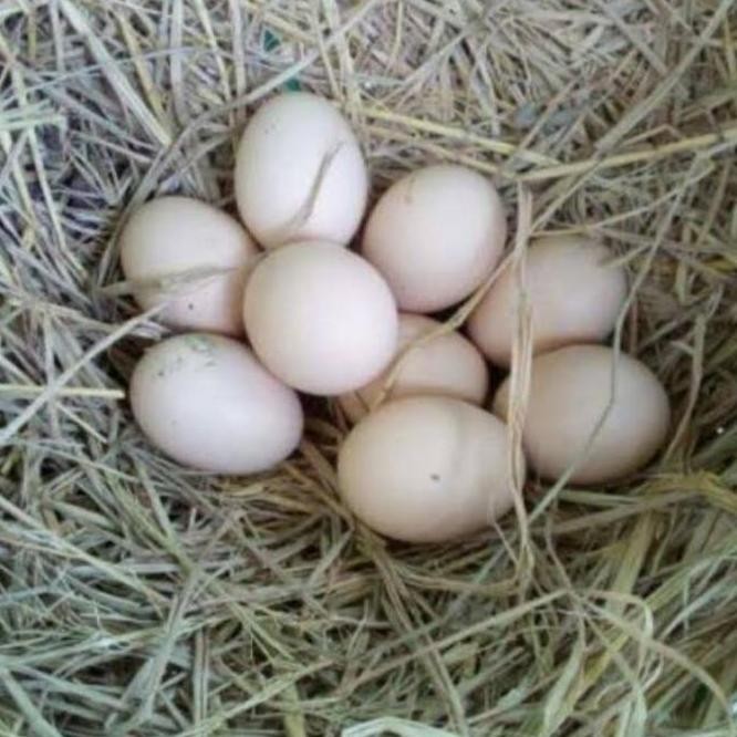 

TELUR AYAM PAKHOY WHITE KING VERTIL SIAP DI TETASKAN JAMINAN SUPER OIGINAL BERGARANSI