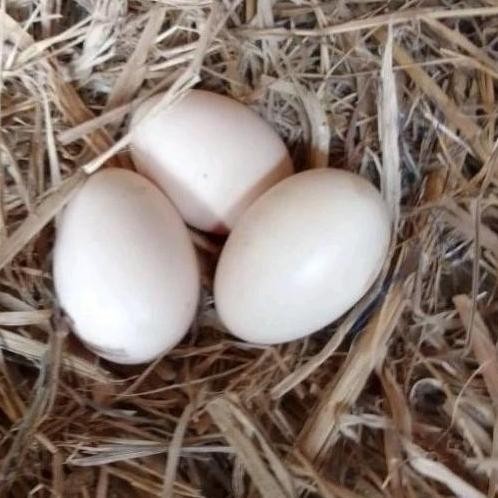 

TELUR AYAM ASSEL PARROT ORI BISA UNTUK DI TETASKAN VERTIL