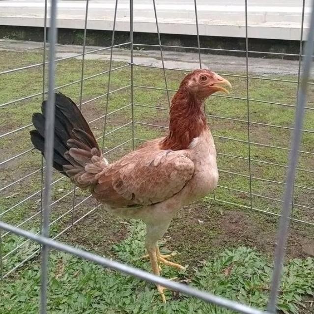 

TELUR AYAM PHILIPIN ASLI AK47 BISA UNTUK DI TETASKAN ORI VERTIL