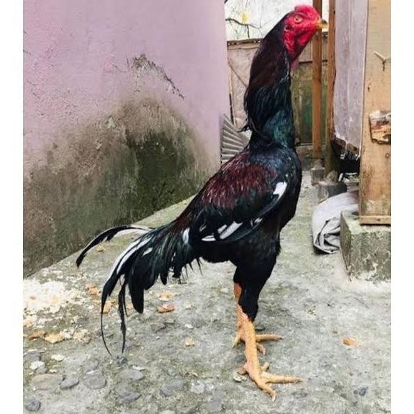 

TELUR AYAM SHAMO TARUNG VERTIL ORIGINAL RESMI