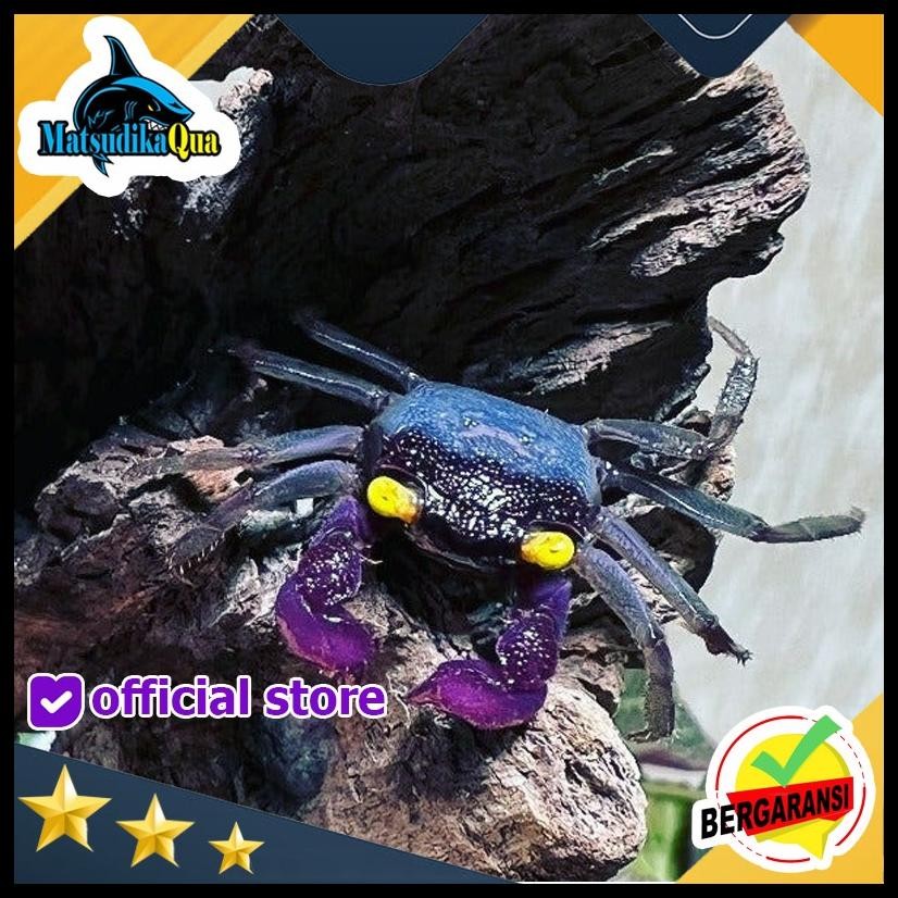 

KEPITING HIAS VAMPIRE ORCHIT HEWAN PELIHARAAN EKSOTIS & CANTIK