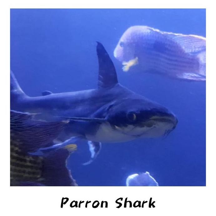 Terlaris Hiasan Aquarium Ikan Paroon Shark Genghiskhan Hiu Air Tawar