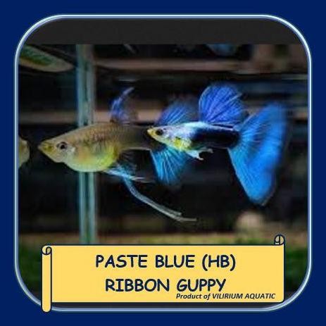 Terlaris Ikan Hias Air Tawar - Guppy Hb Blue Ribbon (Sepasang)