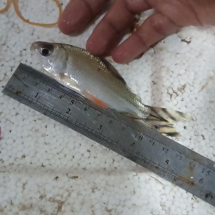 Terlaris Yellow Feifeng Yff