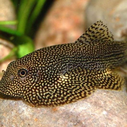 Terlaris Ikan Borneo Sucker Aquascape/Ikan Hias Aquascape/Ikan Air Tawar