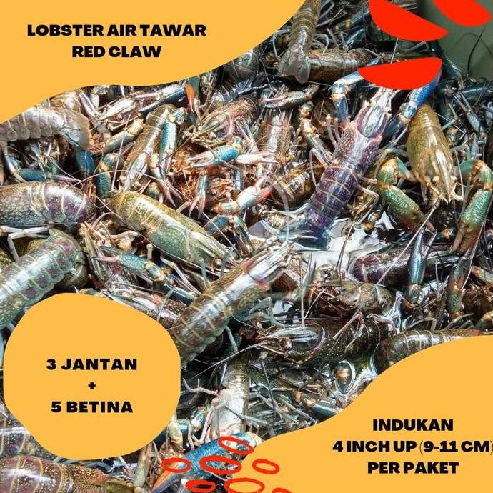 

LOBSTER AIR TAWAR SIZE 4 INCH UP PAKET 8 EKOR