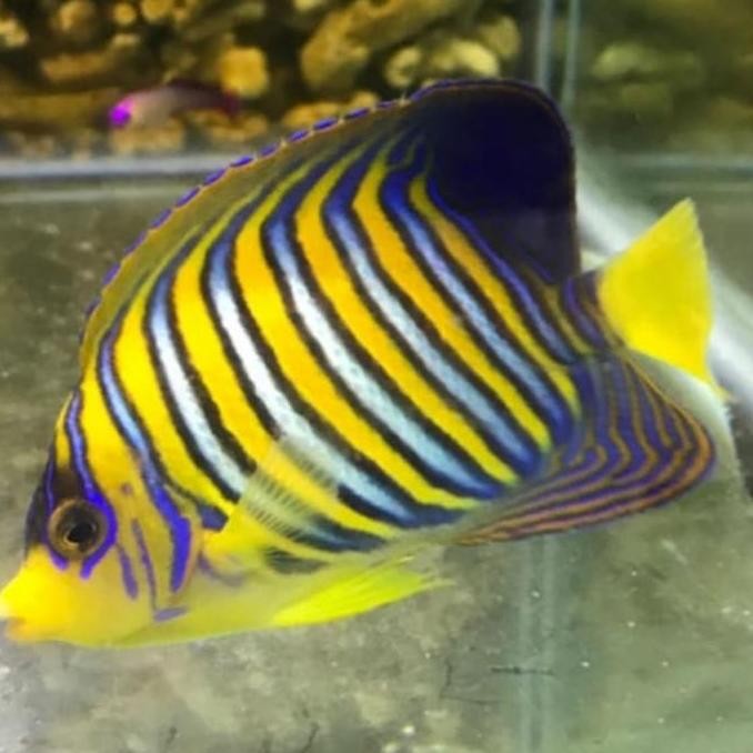 

IKAN ANGEL DORENG PADANG