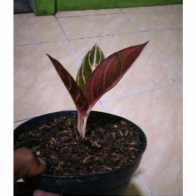 baru anakan aglonema red sumatra daun 2-3