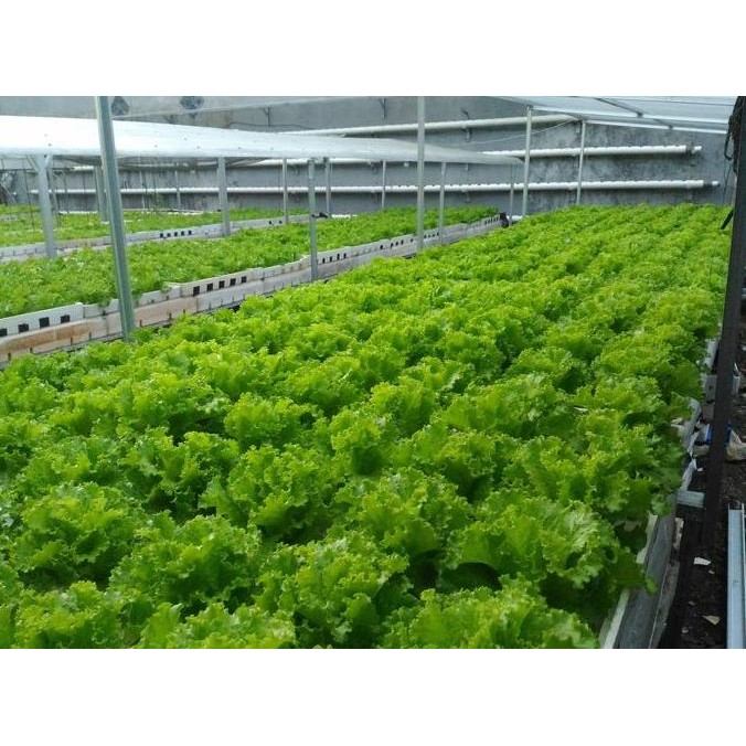 baru Nutrisi Hidroponik AB MIX 5 Liter