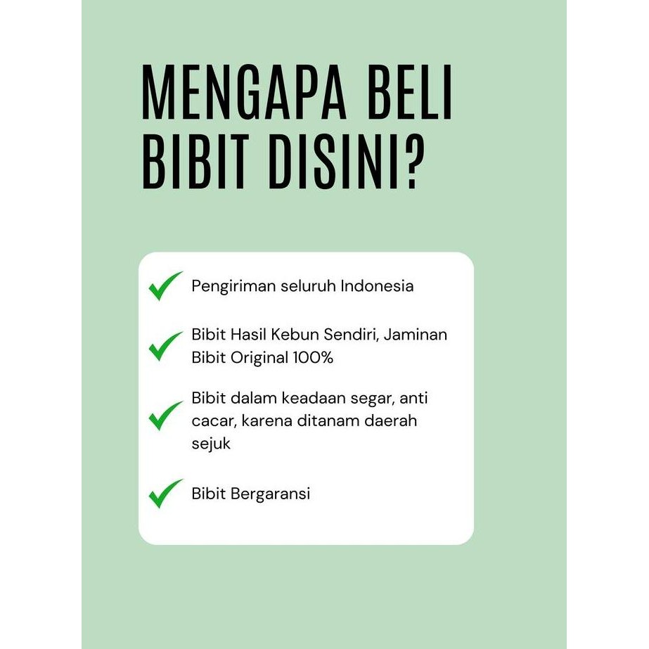 baru Bibit Buah Naga Golden Isis Kuning Yellow