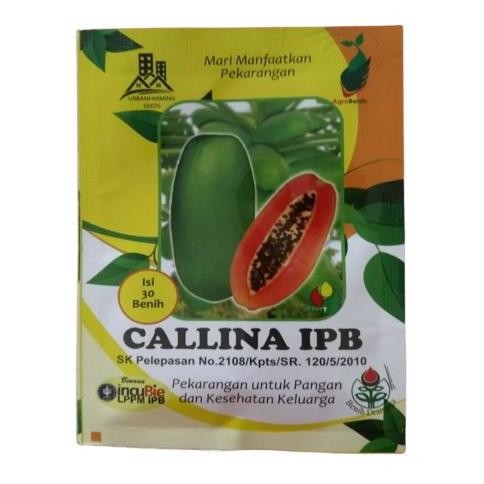 BENIH PEPAYA CALLINA IPB (IPB9)