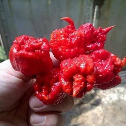 

BIJI CABE CAROLINA REAPER,CABE TERPEDAS DI DUNIA. RP10RB ISI 10 BUTIR