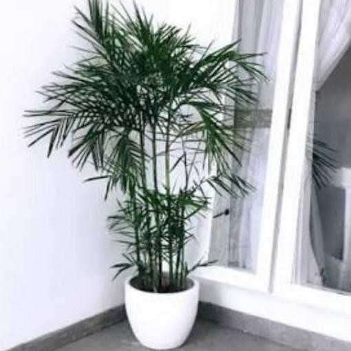 

Tanaman Palem Komodoria plus Pot dan Batu Hias